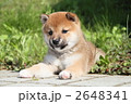 柴犬の子犬