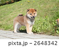 柴犬の子犬