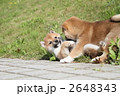 柴犬の子犬