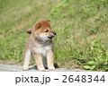 柴犬の子犬