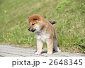 柴犬の子犬