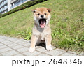 柴犬の子犬