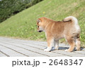 柴犬の子犬