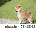 柴犬の子犬