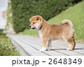 柴犬の子犬