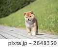 柴犬の子犬