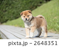 柴犬の子犬