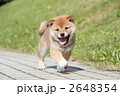 柴犬の子犬