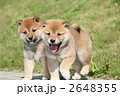 柴犬の子犬