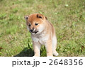 柴犬の子犬