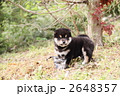 柴犬の子犬
