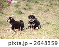 柴犬の子犬