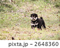 柴犬の子犬