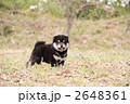 柴犬の子犬