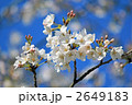 エドヒガン桜