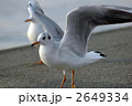 ユリカモメ