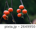 2649950
