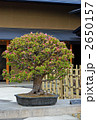 盆栽・花梨