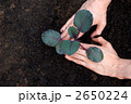 キャベツの苗を植える