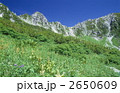 コバイケイソウの咲く高原