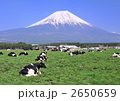 乳牛と富士山-9206