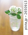 シロツメグサの花