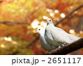 白いハト