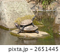 甲羅干し