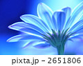 オステオスペルマム