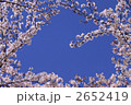 桜の額