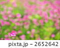 レンゲ畑