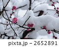 雪の中の小さな梅の花 雪の中の小さな梅の花