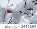 雪の中の小さな梅の花 雪の中の小さな梅の花