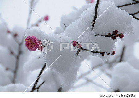 雪の中の小さな梅の花 雪の中の小さな梅の花