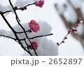 雪の中の小さな梅の花 雪の中の小さな梅の花