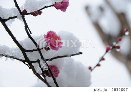 雪の中の小さな梅の花 雪の中の小さな梅の花
