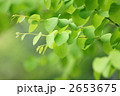 桂の葉っぱはハート形