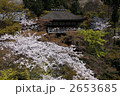 桜の清水寺