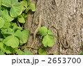 春の日本愛蛇ペア