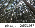 木曽の桧林