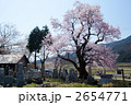 清水の桜