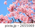 陽光桜 (東京・上野公園)