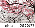 陽光桜 (東京・上野公園)