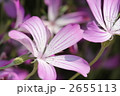 麦仙翁 （むぎせんのう）