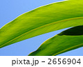 芭蕉の葉