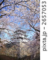 桜まみれの弘前城天守閣