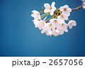 ブルーバック　桜（ソメイヨシノ）