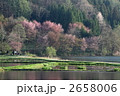 中綱湖の大山桜