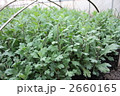 大きくなる前の菊畑
