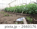 大きくなる前の菊畑菊畑